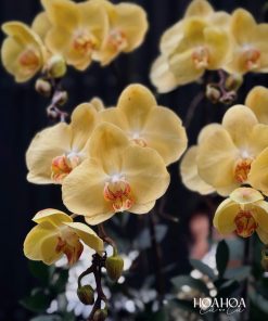 Golden Majesty – Chậu Lan Hồ Điệp Vàng Cao Cấp | Hoa Hoa Lá Lá 6 z7985212982271 7b97d9b1d452c1b0e6e52149d880dd84