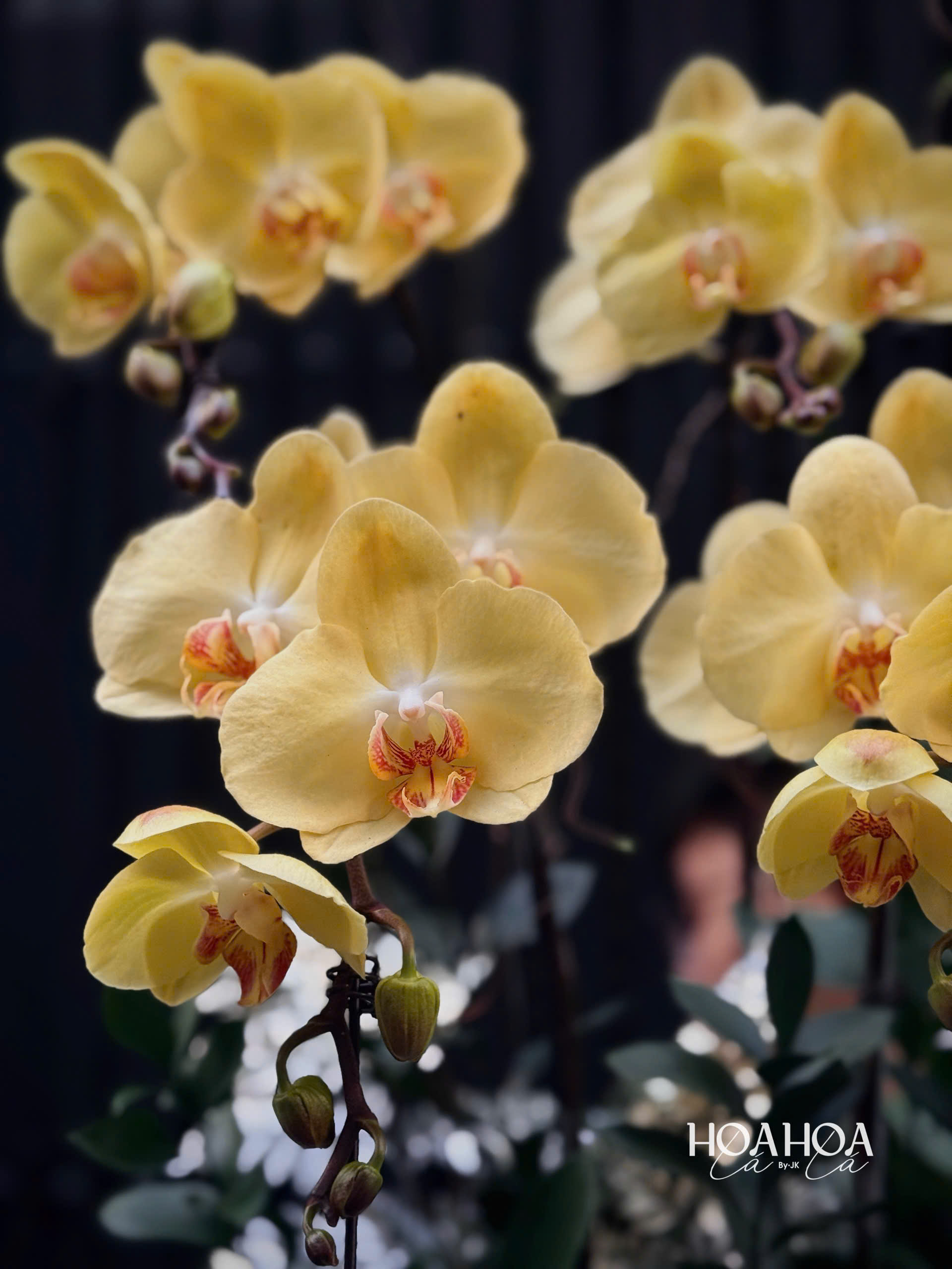 Golden Majesty – Chậu Lan Hồ Điệp Vàng Cao Cấp | Hoa Hoa Lá Lá 3 Golden Majesty – Chậu Lan Hồ Điệp Vàng Cao Cấp | Hoa Hoa Lá Lá - Ảnh 3